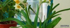 水仙花花苞变黄怎么办