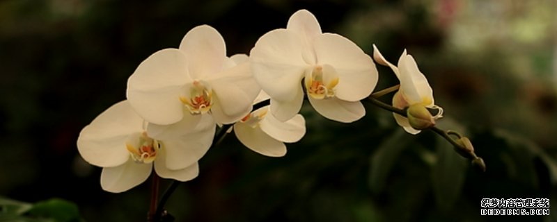 蝴蝶兰夏天高温怎么养