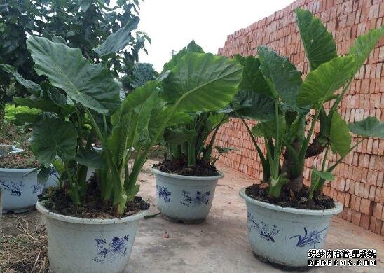 滴水观音截杆过程图，4个步骤教你截杆成活率100%