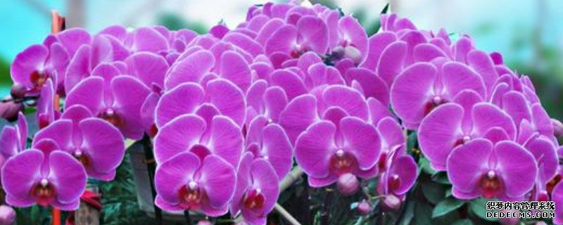 蝴蝶兰一年开几次花