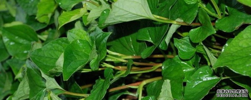 鱼腥草是什么样的植物