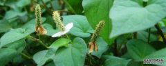 鱼腥草种植方法和时间