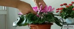 仙客来的正确养殖方法