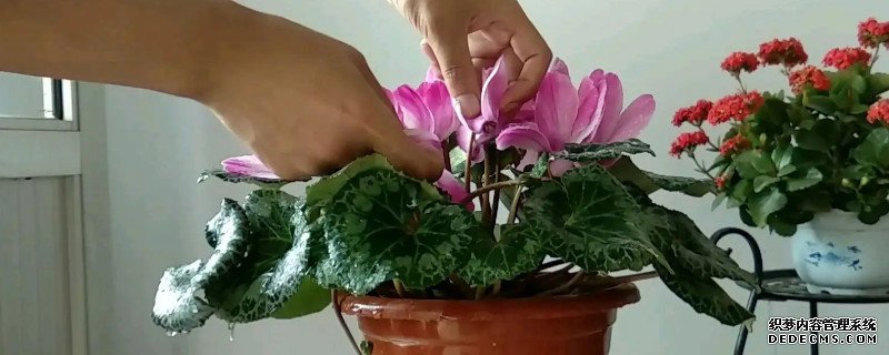 仙客来的正确养殖方法