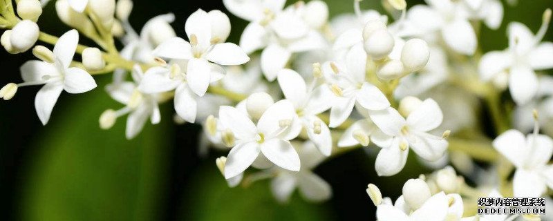 夜来香可以养在阳台吗