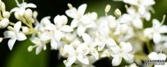 夜来香的花语及传说