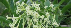 夜来香花语
