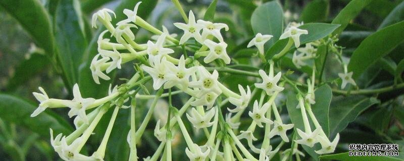 夜来香花语