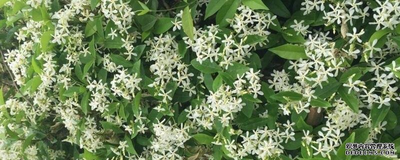 夜来香什么时候开花