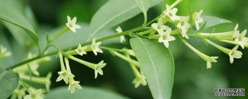 夜来香不开花的原因
