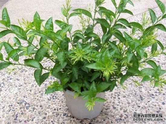 夜来香几月开花，夜来香花期能开多久(四个月)