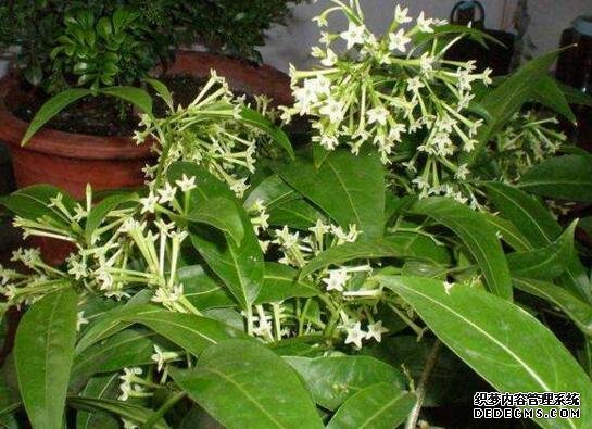 夜来香叶子发黄怎么办，4种方法对症下药