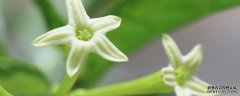夜兰香花的功效与作用