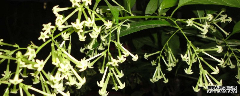 夜来香的特点变化