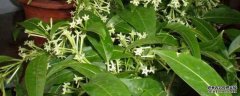 夜来香一年开几次花