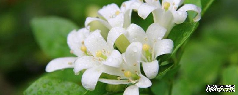 夜来香怎么修剪才能让它更茂盛