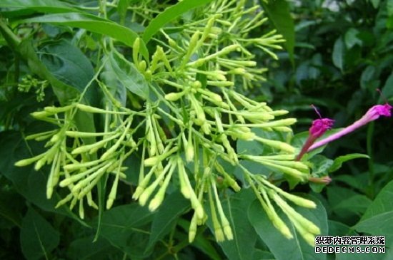 夜来香的花期：萝摩科夜来香5-8月份；紫茉莉夜来香6-10月份