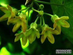 夜来香怎么养：夜来香移动时避强光