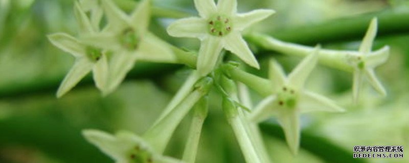 夜来香花的功效与作用