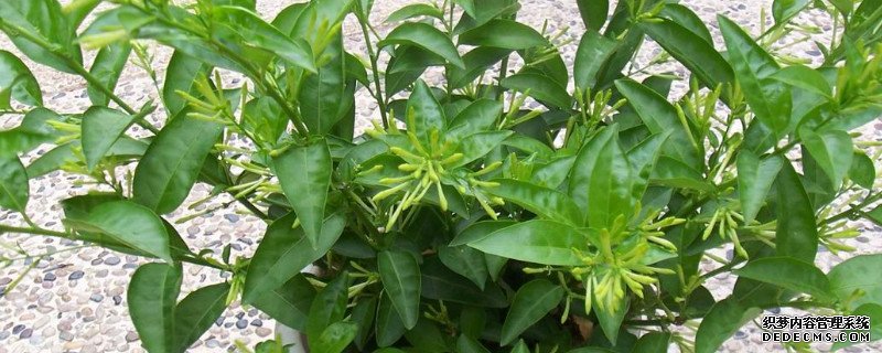 夜来香花语是什么吗