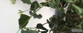 茉莉全成干枯枝怎么办
