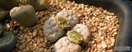 生石花种荚多久成熟