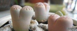 生石花根部烂了