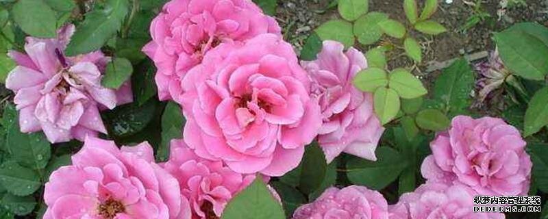 月季花什么时候剪枝