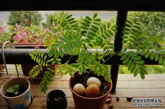 不通风没阳光的室内应该养什么植物