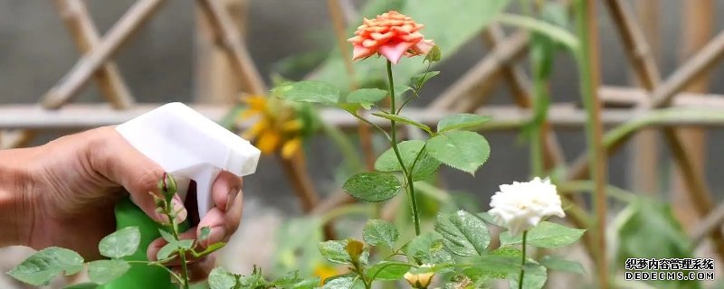 月季长花苞后怎么施肥