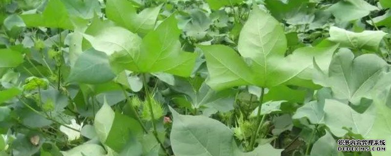 棉花叶子发红是什么原因