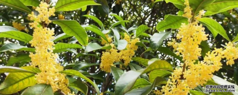 桂花喜欢酸性还是碱性