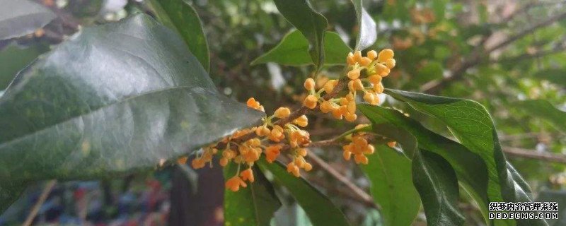 柳叶银桂花的特点