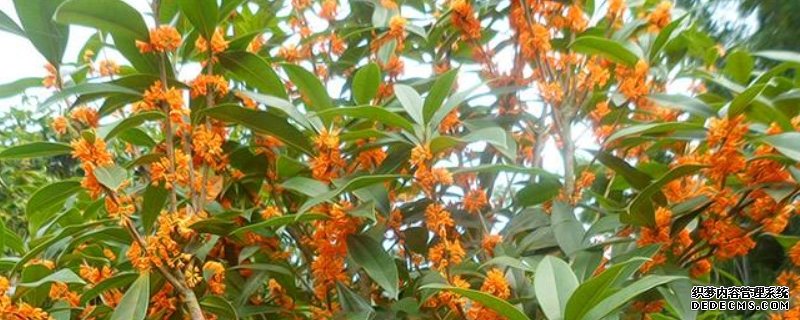 红桂花有毒吗