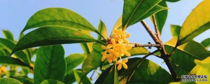 桂花品种有哪些