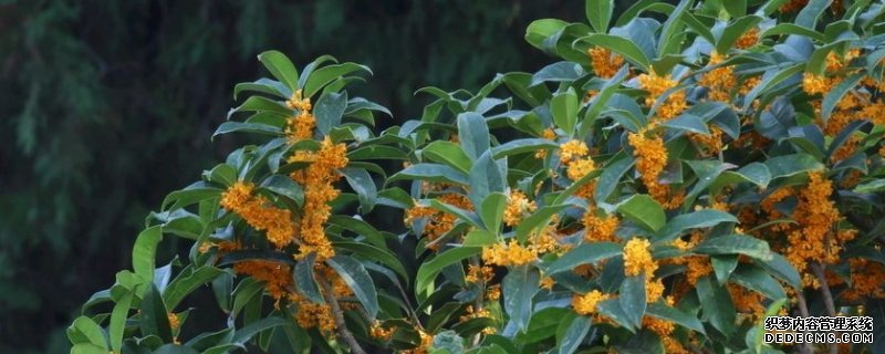 四季金莲子桂花特点