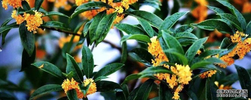 桂花落叶是什么原因如何解决