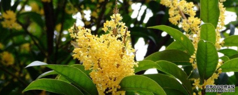 桂花叶子卷曲的原因