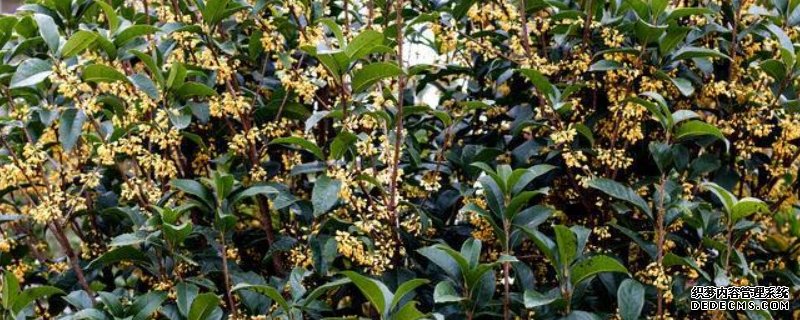 桂花树10月份可以移植吗