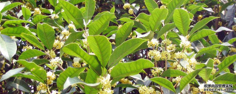 桂花冬天掉叶子吗