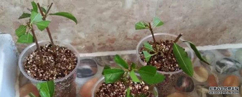 桂花扦插在什么季节