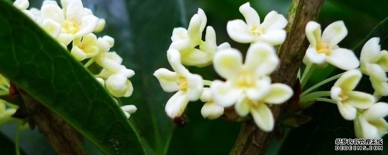四季桂花的养殖方法和注意事项