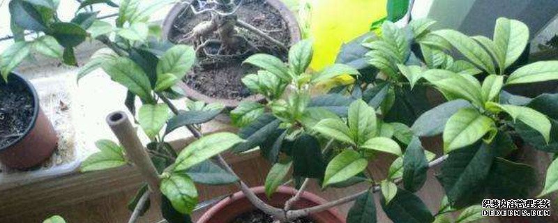 桂花白粉病怎么治