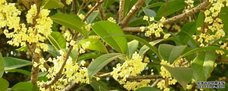 桂花几月份移栽成活率高?