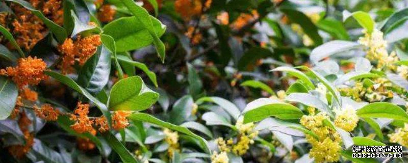山桂花什么时候开花