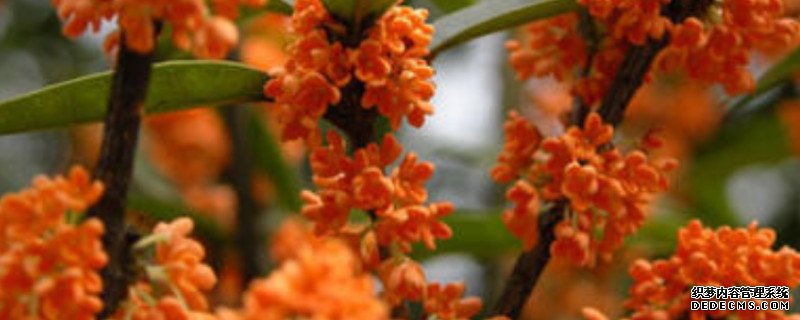 北方桂花什么时候移到室内