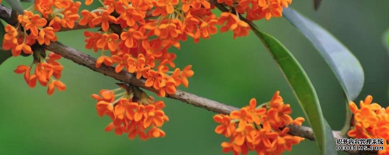 丹桂花与桂花的区别
