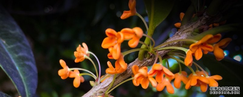 桂花树怎样修剪