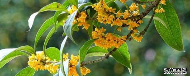 桂花叶子发黄干枯怎么回事