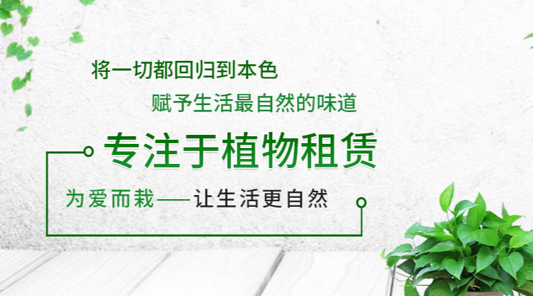 深圳远宏园艺：为您打造色彩缤纷、绿色健康的环境